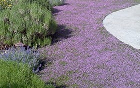 commercial groundcover solutions