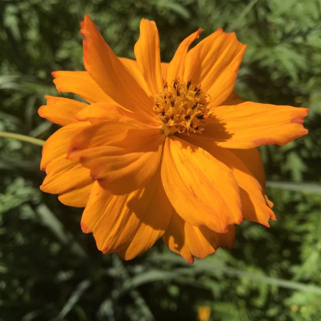 Sulphur Cosmos Seeds