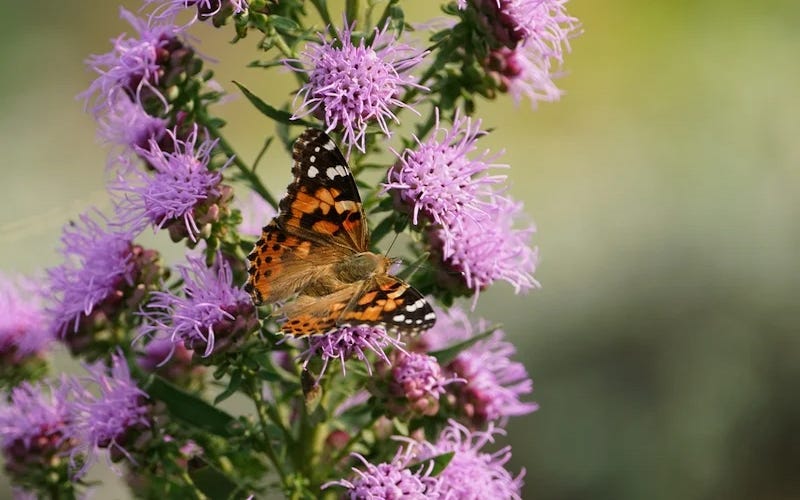 Create a Western Pollinator Garden