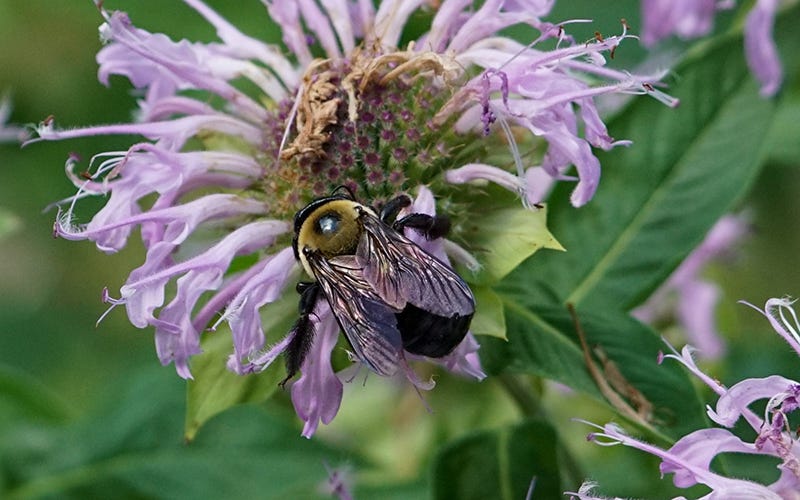 Bee and monarda