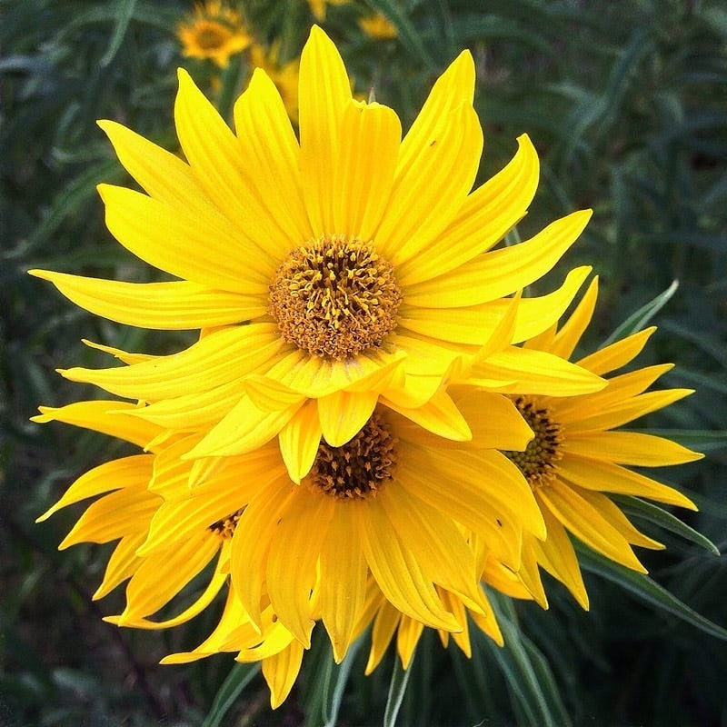 Yellow Helianthus maximiliana Santa Fe, Helianthus maximiliana Santa Fe, Maximilian's Sunflower