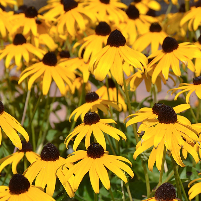 Yellow Rudbeckia fulgida Goldsturm, Rudbeckia fulgida Goldsturm, Black Eyed Susan