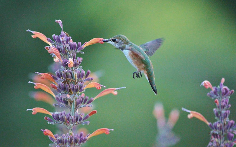 Hummingbird & Hummingbird Mint