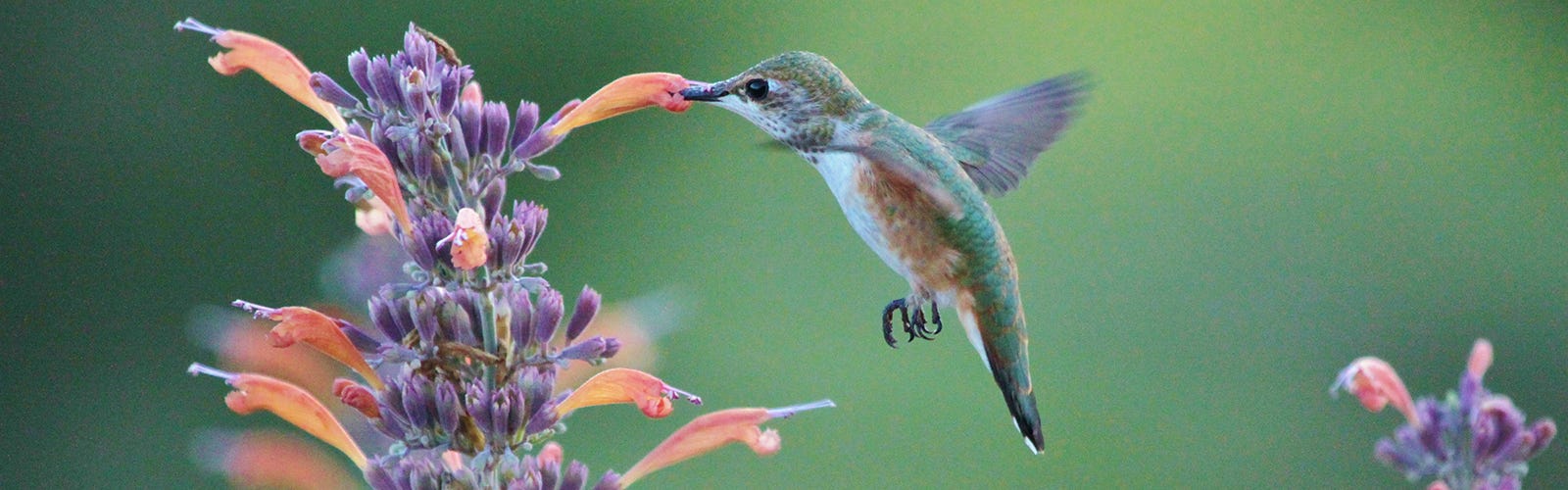 Hummingbird and Agastache