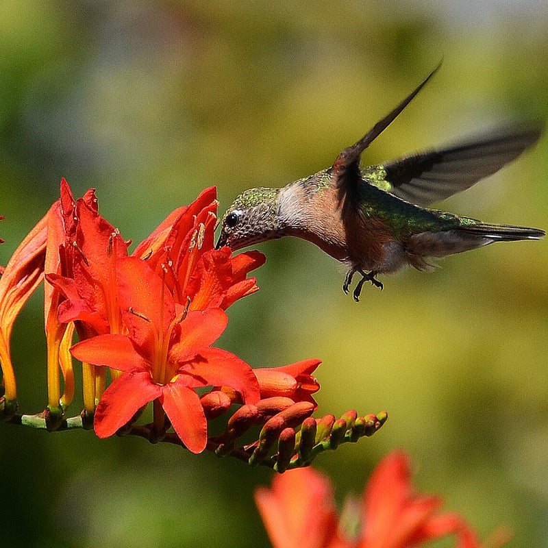 Red Crocosmia Lucifer, Crocosmia crocosmiiflora, Crocosmia