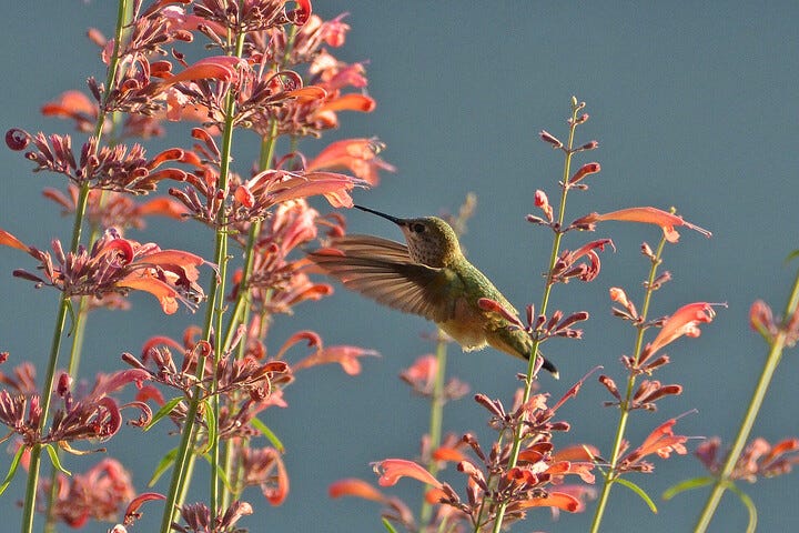 Agastache rupestris