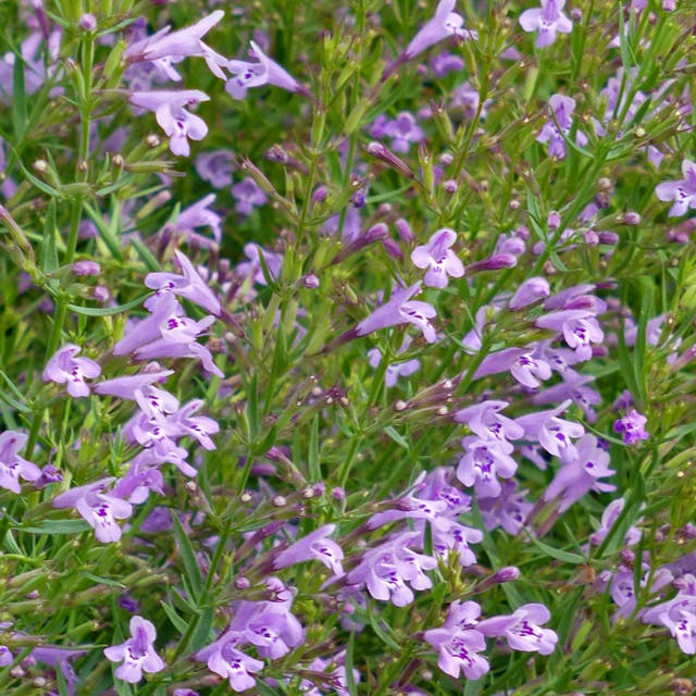 Profuse Pink False Pennyroyal (Hedeoma)