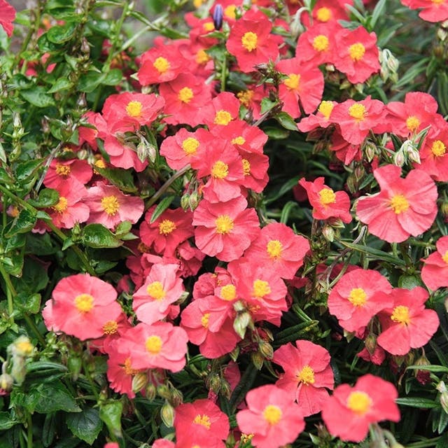 Ben Ledi Rock Rose (Helianthemum)