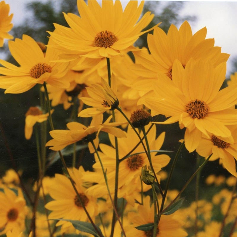 Yellow Helianthus maximiliani Seeds, Helianthus maximiliani, Maximilian Sunflower Seeds