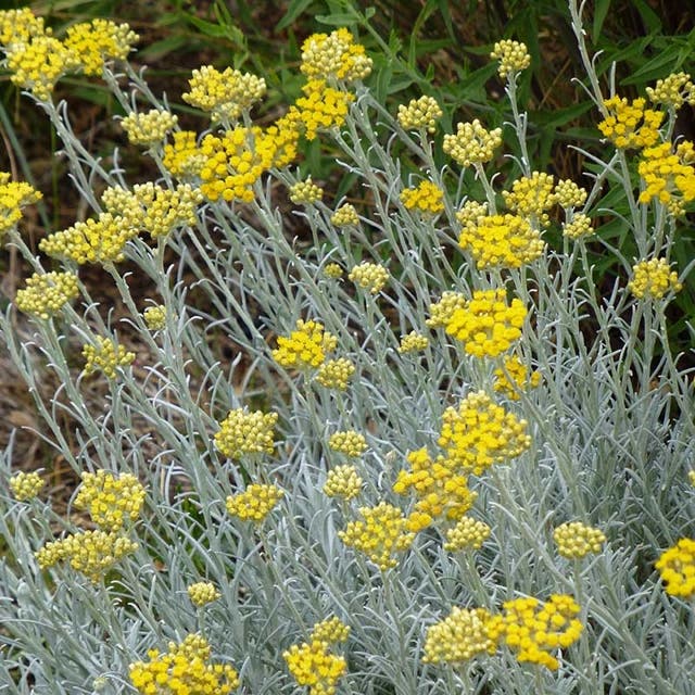 Silver Curry Bush (Helichrysum)