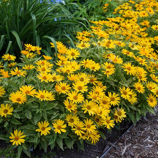 Sunstruck Heliopsis