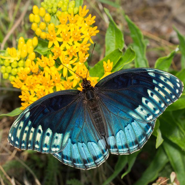 Hello Yellow Butterfly Weed