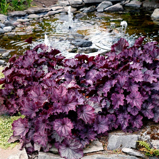 Northern Exposure™ Purple Coral Bells