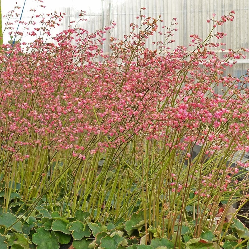 Weston Pink Coral Bells (Heuchera x bryzoides 'Weston Pink')