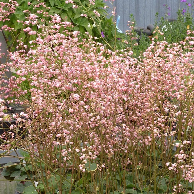 Weston Pink Coral Bells (Heuchera x bryzoides 'Weston Pink')