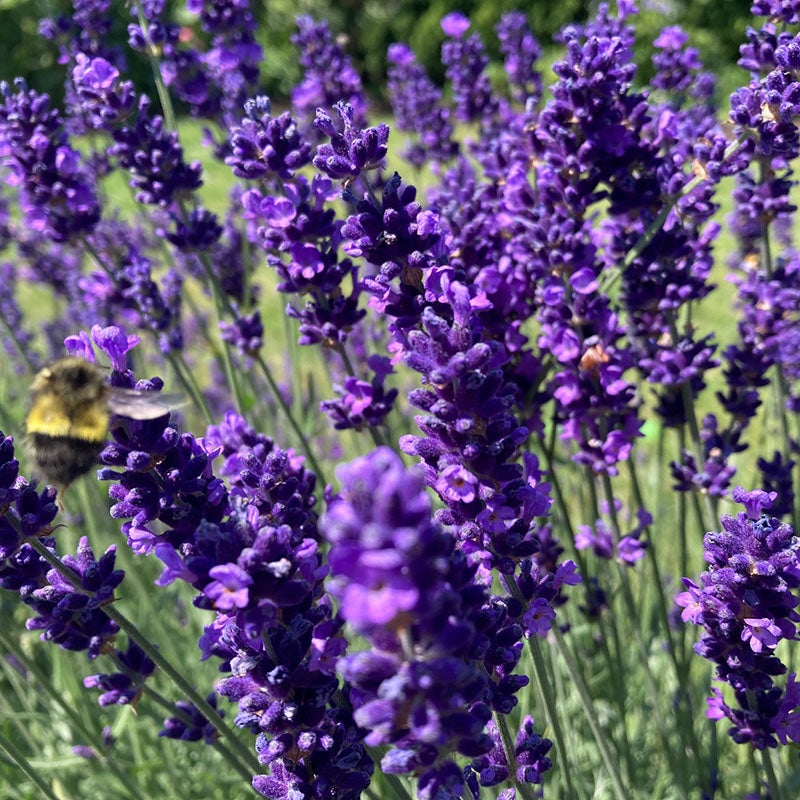 HIdcote Blue English Lavender (Lavandula angustifolia 'Hidcote Blue')