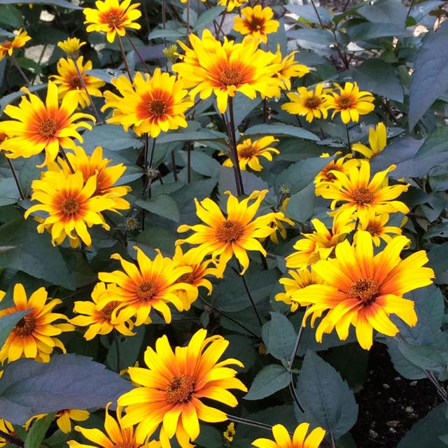 Burning Hearts Heliopsis