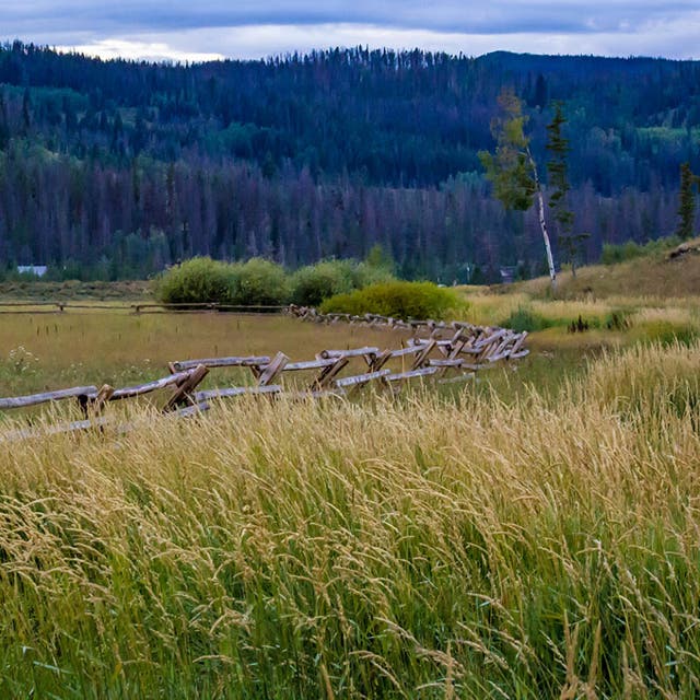 High Mountain Native Grass Seed Mix