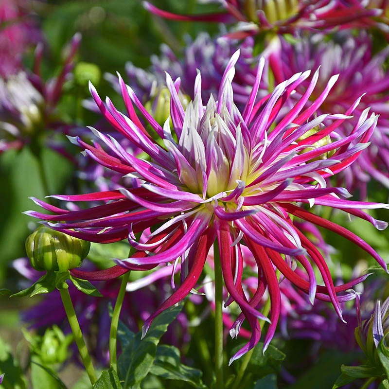 Hollyhill Spider Woman Cactus Dahlia