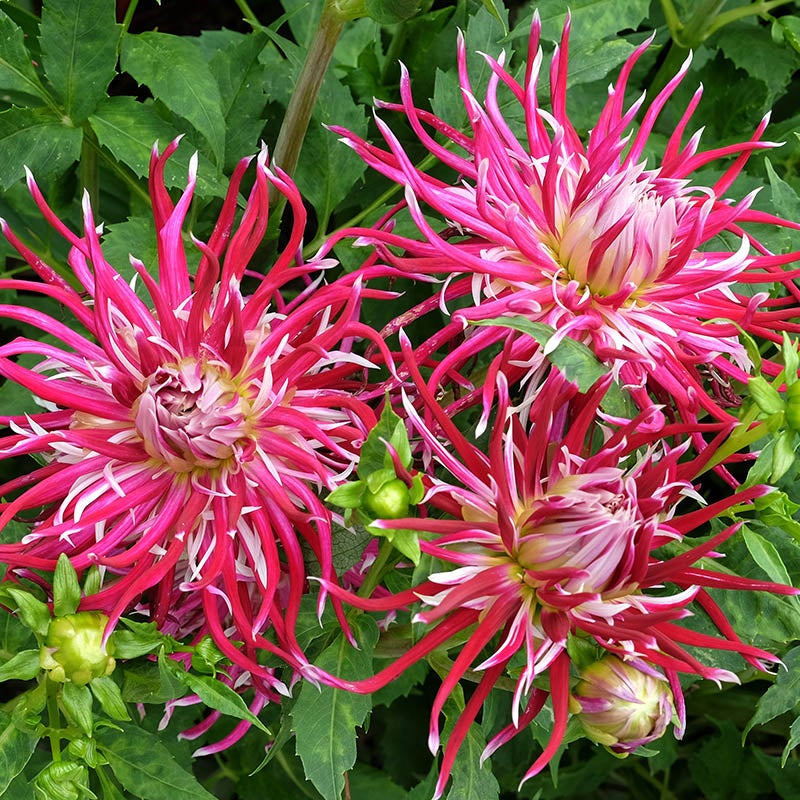 Hollyhill Spider Woman Cactus Dahlia