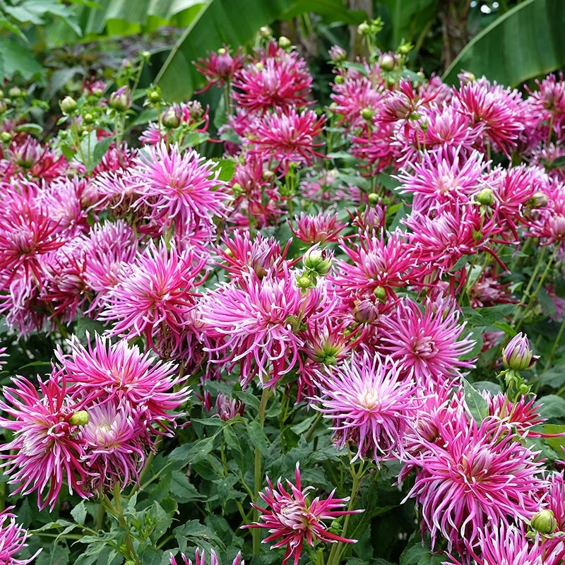 Hollyhill Spider Woman Cactus Dahlia