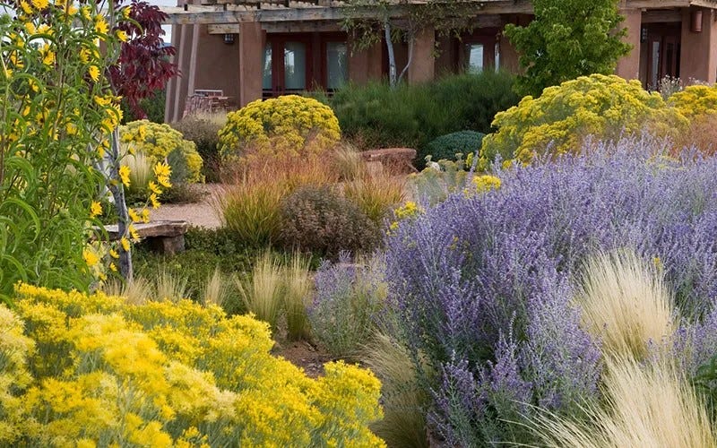 A waterwise garden fills the yard in front of a beautiful home