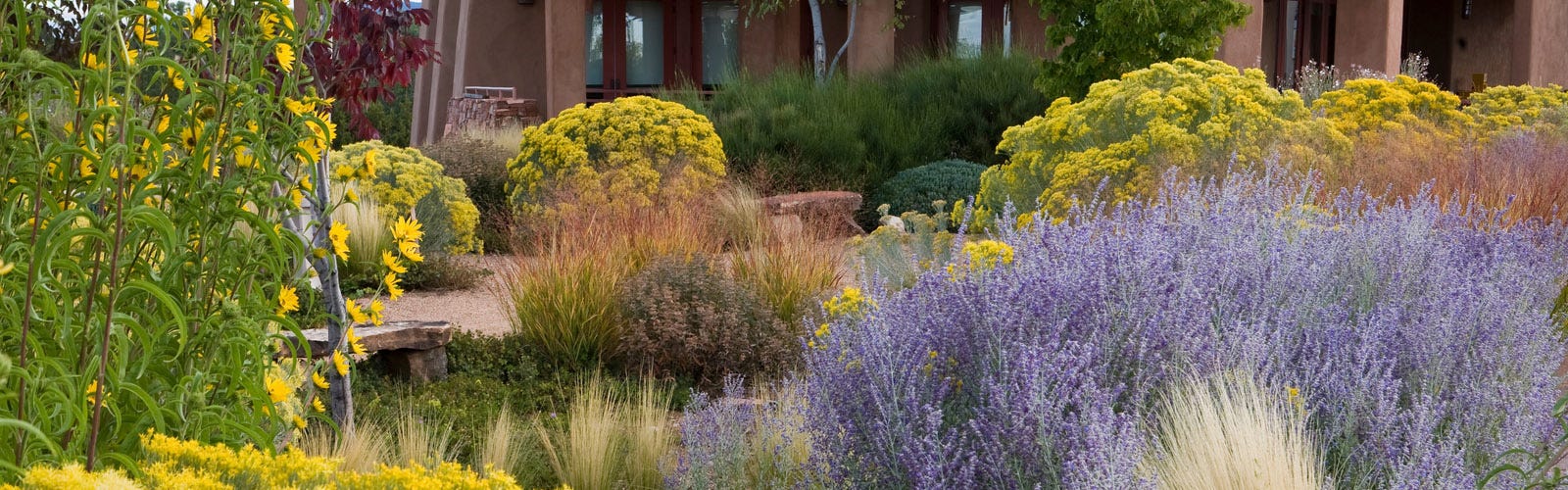 A back yard at a home in the Southwest, in New Mexico, featuring waterwise plants including Helianthus, ornamental grasses, perovskia, and chrysothamnus.