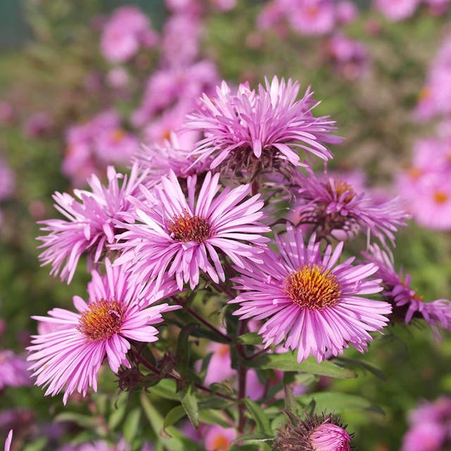 Honeysong Pink New England Aster