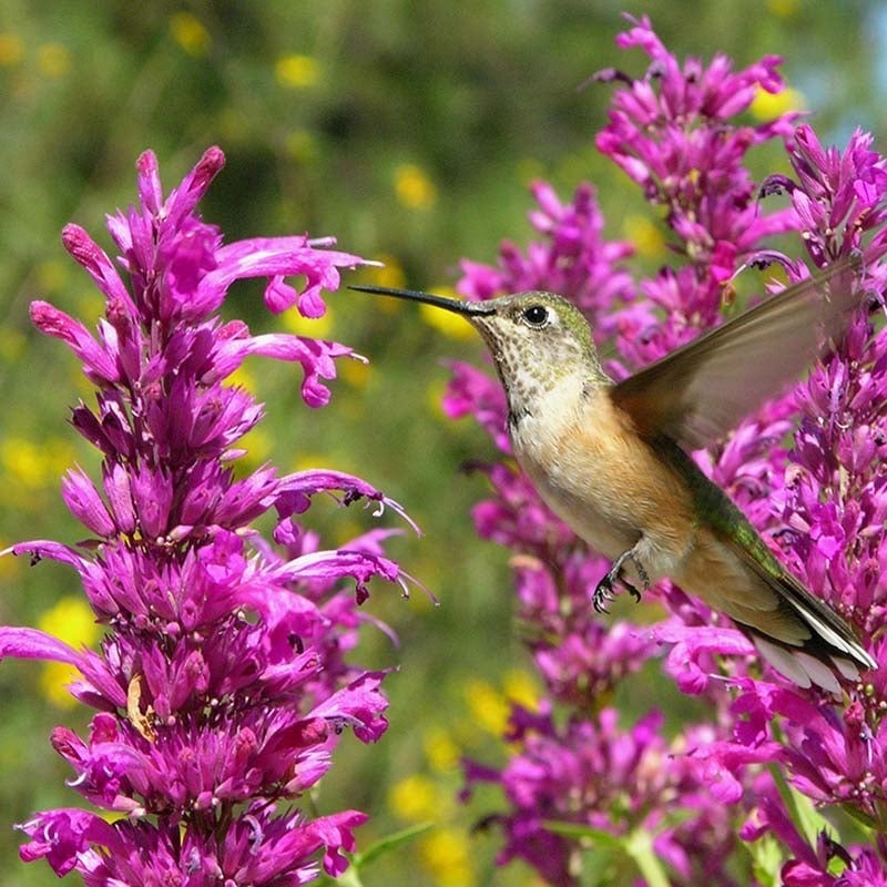 Rosita Agastache (Agastache cana 'Rosita')