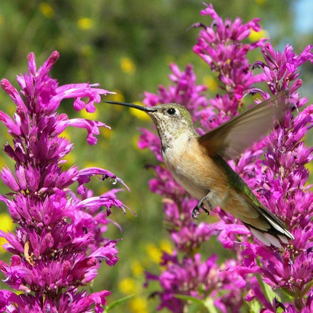 Rosita Agastache