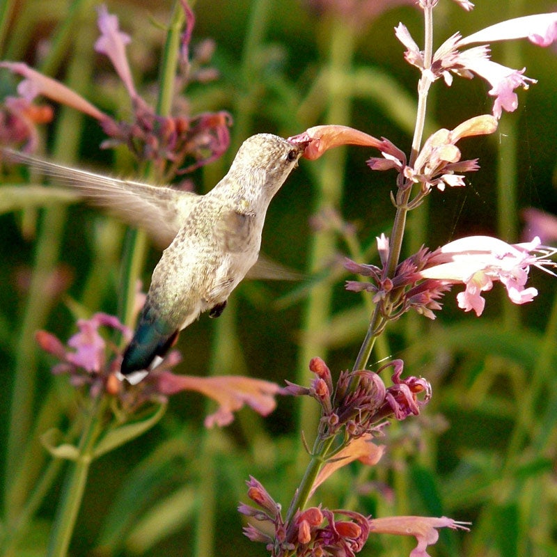 Pink and Orange and Silver Agastache rupestris, Agastache rupestris, Licorice Mint or Sunset Hyssop