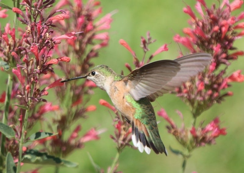 Hummingbird and agastache