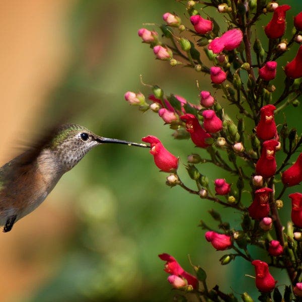 Redbirds In A Tree (Scrophularia)