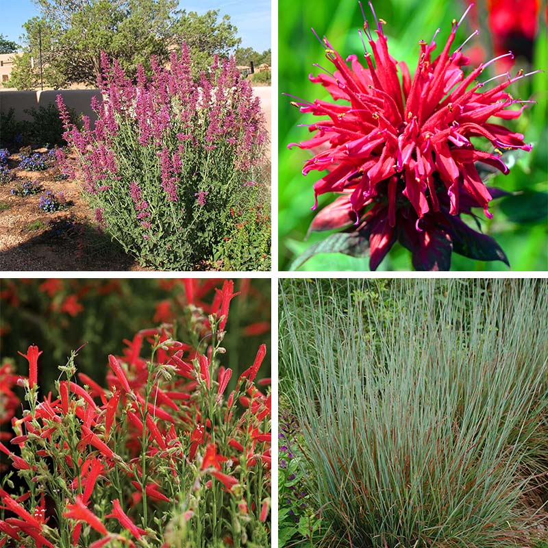 Hummingbird Container Garden