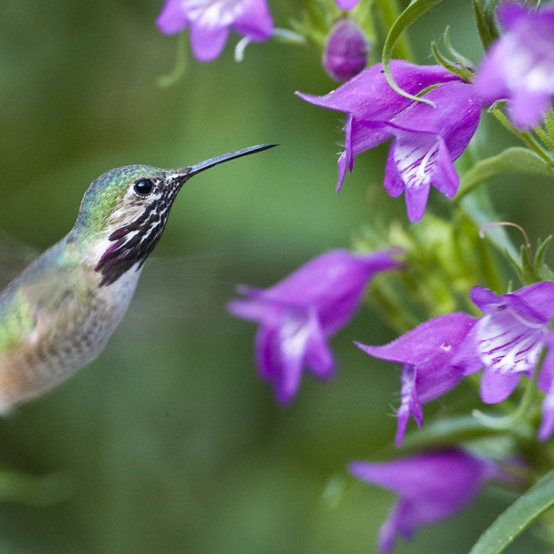 Pike's Peak Purple® Penstemon (Penstemon x mexicali 'P007S')