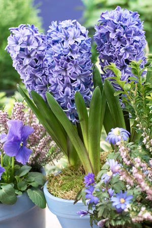 Hyacinthus Blue Star