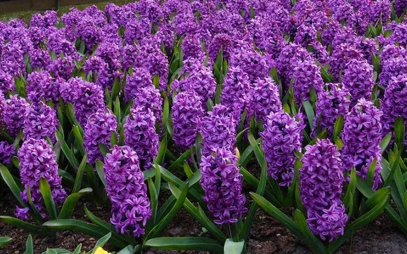 Purple flowers of Hyacinth "Miss Saigon"