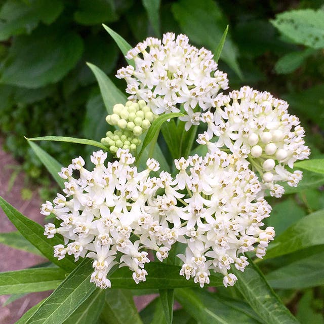 Ice Ballet Swamp Milkweed