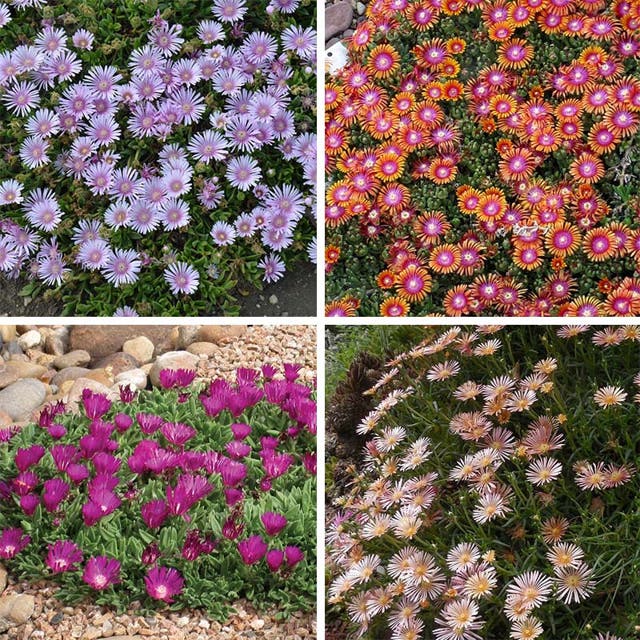 Ice Plant Collection (Delosperma)