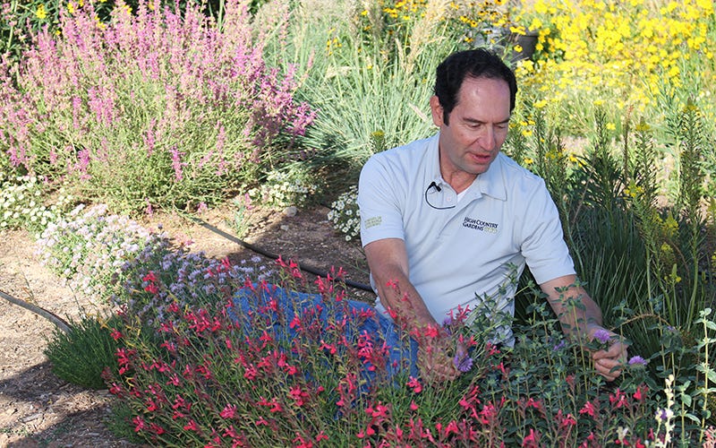 David Salman in the Garden