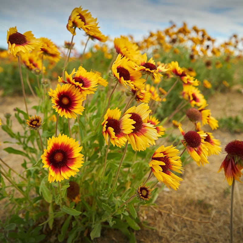 Indian Blanket Flower