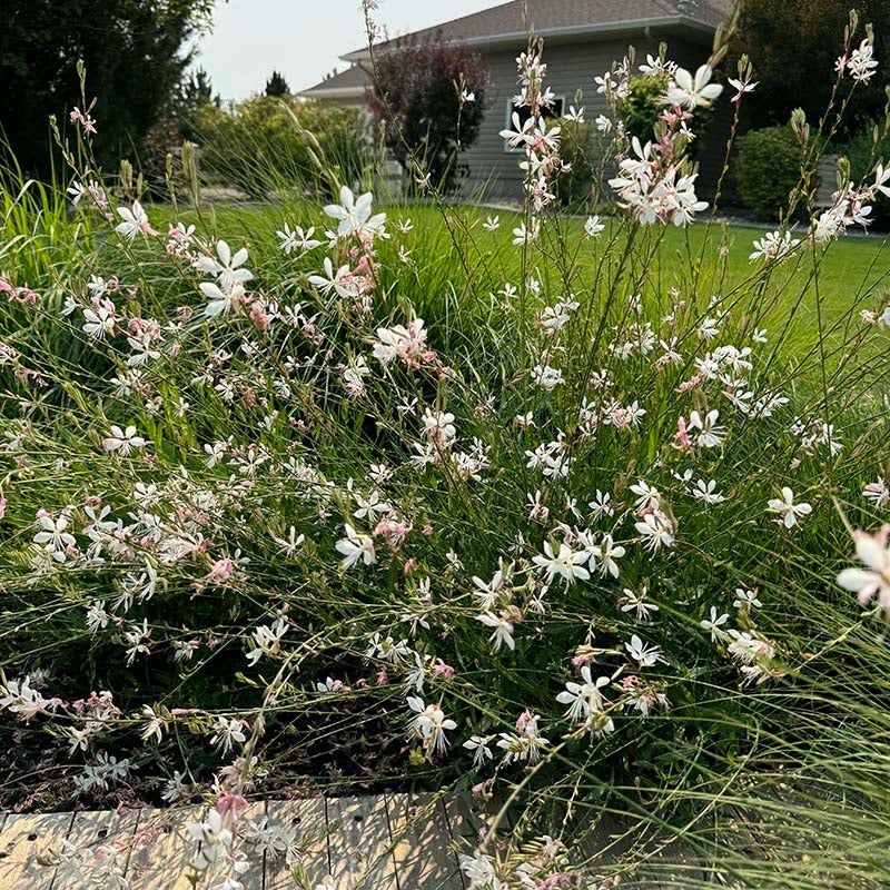 Intermountain Beauty Gaura (Gaura lindheimeri Intermountain Beauty)