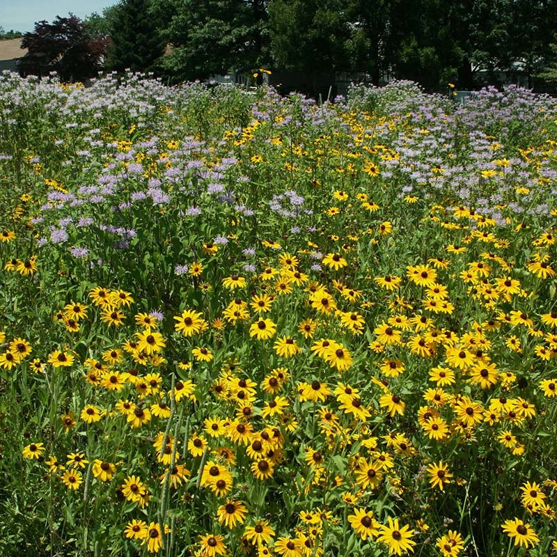 Intermountain Native Wildflower Mix, Rudbeckia and Monarda