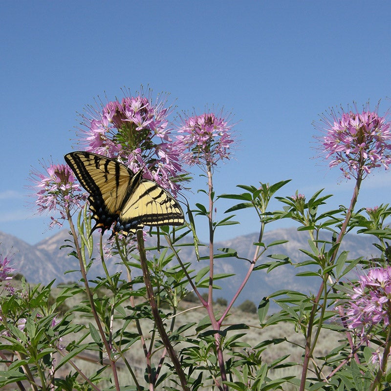 Intermountain Native Wildflower Mix, Butterfly on Rocky Mountain Bee Plant