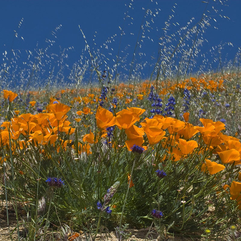 Poppy and Globe Gilia Lupine