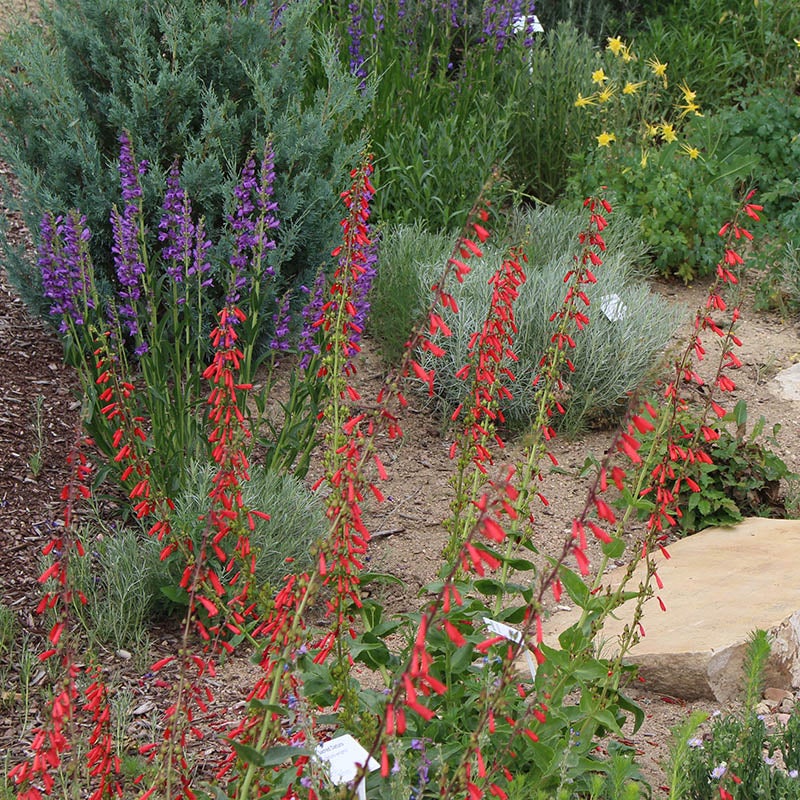 Intermountain Native Wildflower Seed Mix, Penstemon strictus, Penstemon eatonii