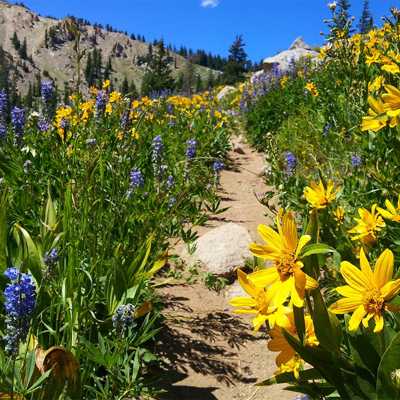 Rare Intermountain Native Wildflower Seed Mix