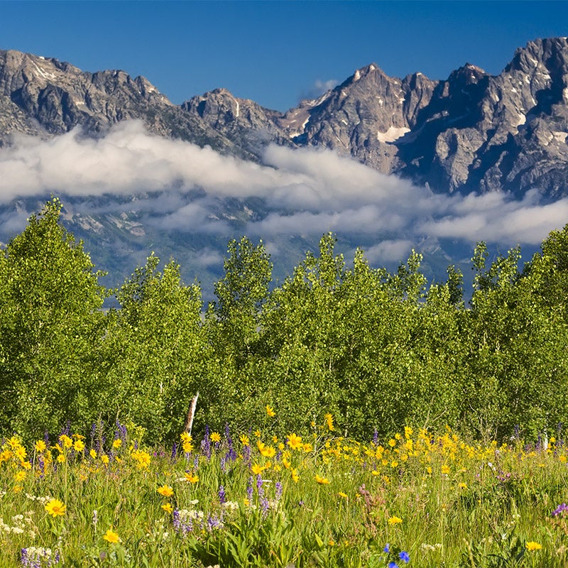 Rare Intermountain Native Wildflower Seed Mix