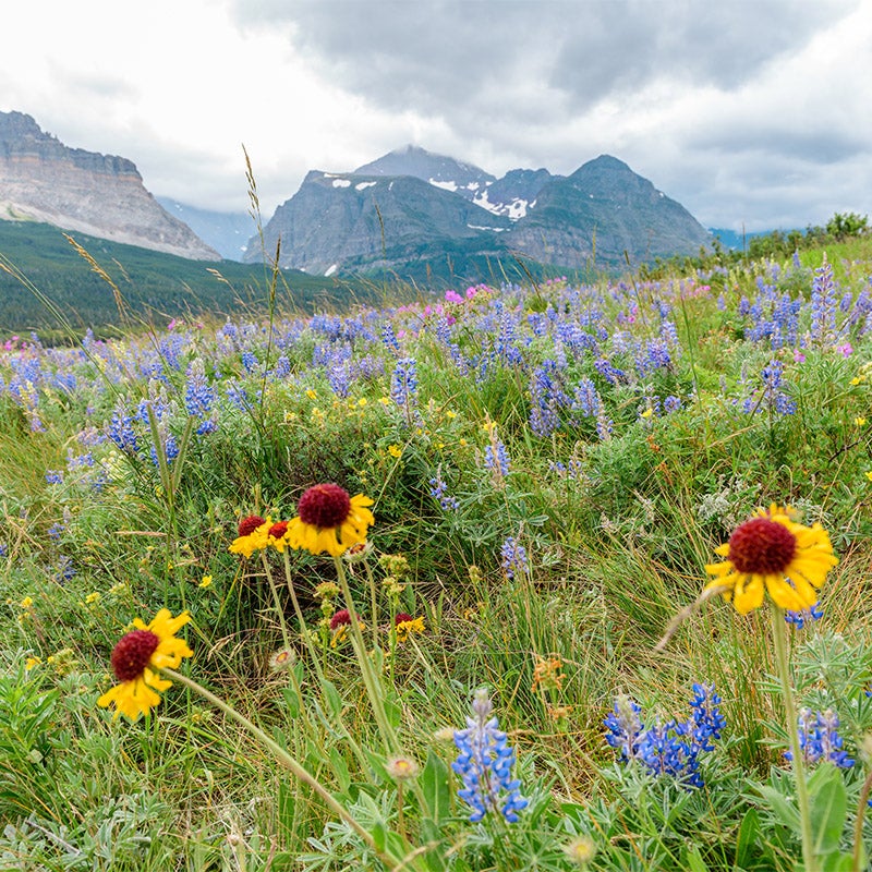 Intermountain Native Wildflower Seed Mix