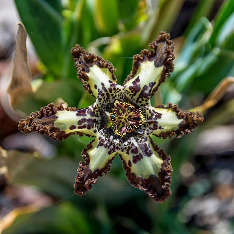 Starfish Iris, Ferraria crispa